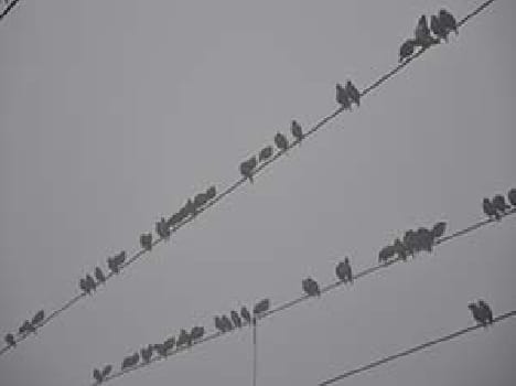 birds 