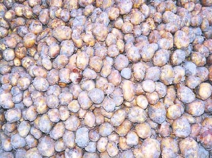 UP govt to help potato farmers.
