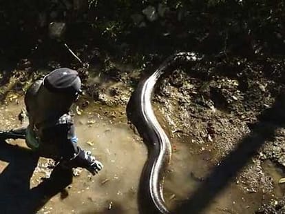 man gets eaten alive by anaconda