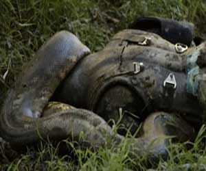 man gets eaten alive by anaconda