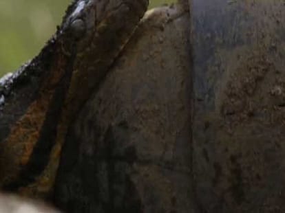 man gets eaten alive by anaconda