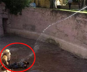  Man seriously injured after being mauled by three lions