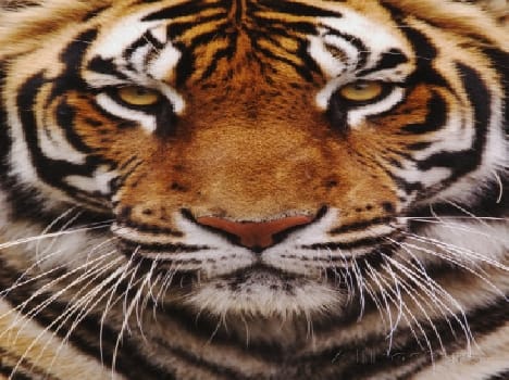 Tiger claw marks found in Knhwapur 