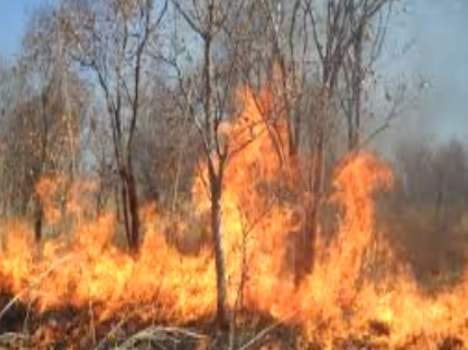 forest fire, women died at himachal.
