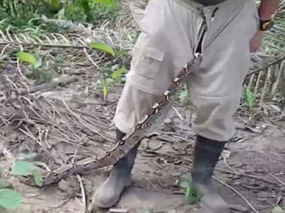 deadly snake slithers from man's trousers