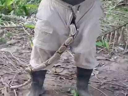 deadly snake slithers from man's trousers
