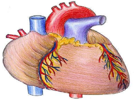 Throbbing heart valve transplant surgery