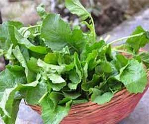 Mustard greens in danger of Punjab: Dr. Gandhi