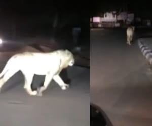 VIRAL VIDEO; Leopard in City viral on Whatsapp