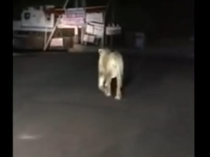 VIRAL VIDEO; Leopard in City viral on Whatsapp