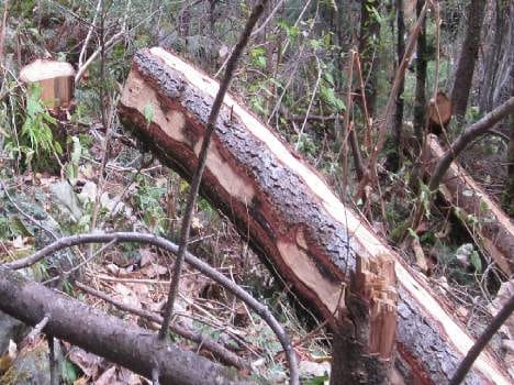 mla ravinder show photograph illigal cutting tree at chamba.