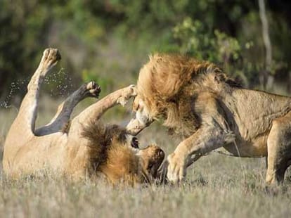 Death of lions in Etawah Safari.