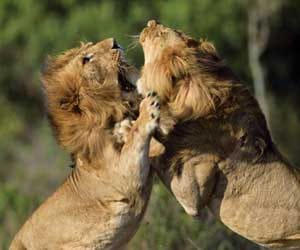 Death of lions in Etawah Safari.