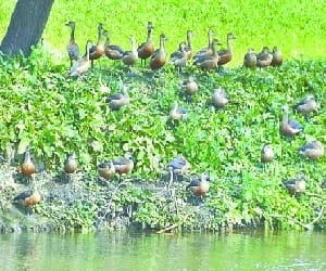 Hunters targets sibarian birds come to up.