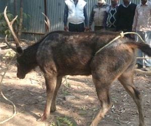 Barasingha in medicine factory at baddi.