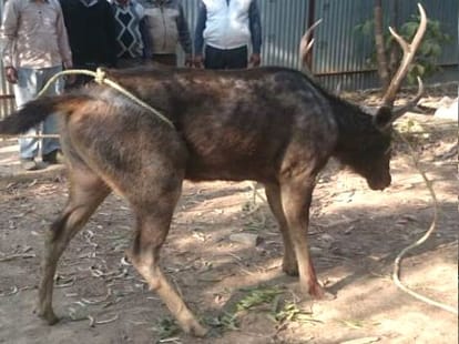 Barasingha in medicine factory at baddi.