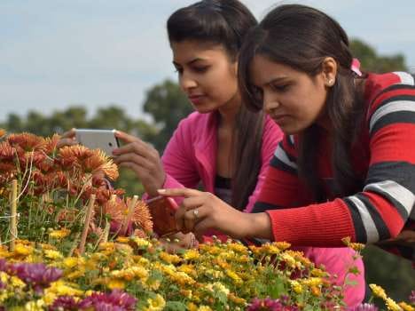 chandigarh guldaudi show from 11 december