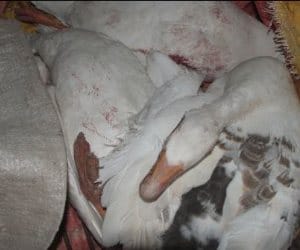 4 duck dead at sukhna lake chandigarh, look semple report