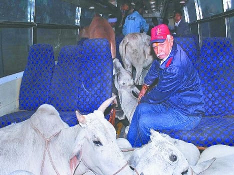 Just 29 neat cattle recovered