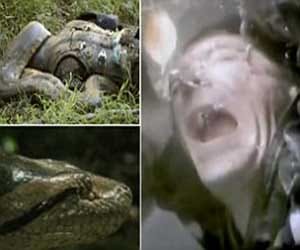 man gets into anaconda live 