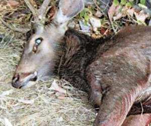 without medical cut animal