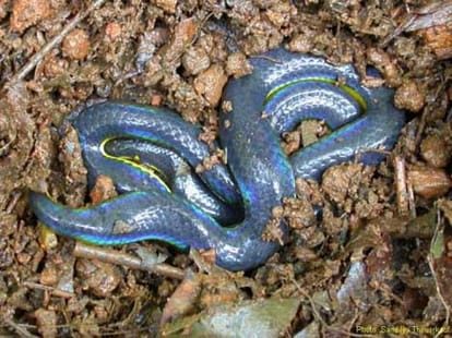 Unique Tradition, No Snake Killing in a Village of Haryana
