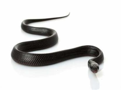 Unique Tradition, No Snake Killing in a Village of Haryana