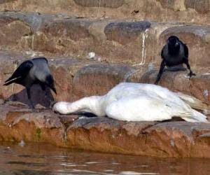 Duck Tragedy on Sukhna Lake Chandigarh