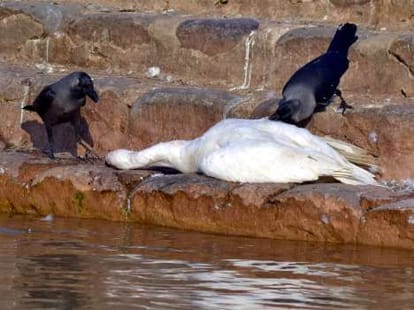 Bird flu in chandigarh: one more ducks dead in Sukhna Lake