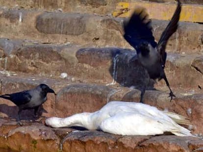 Duck Tragedy on Sukhna Lake Chandigarh