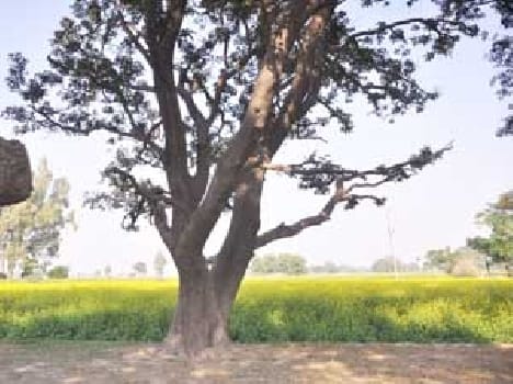 katra kand