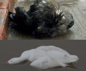 bird flu: more than 300 crows dead in Punjab