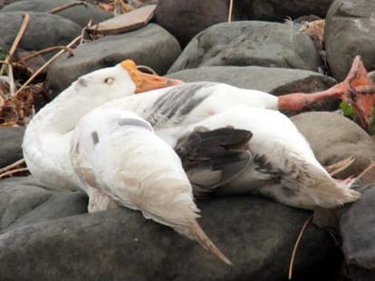 Bird flu in chandigarh, high alert in north india