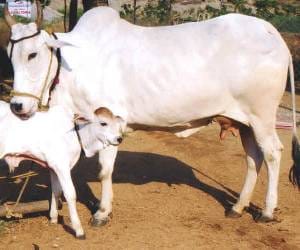 bill passed, non-bailable offense cow slaughter in haryana