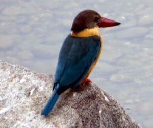 kingfisher asan barrage.