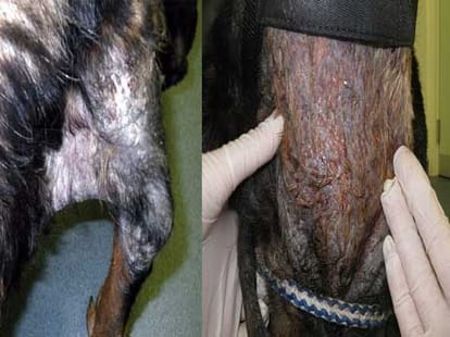 Dog owner tried killing pet dog after internet reasearch in Britain