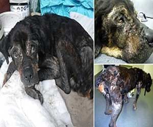 Dog owner tried killing pet dog after internet reasearch in Britain