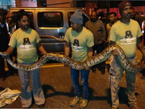 11 fit Ajgar found on DND toll plaaza.