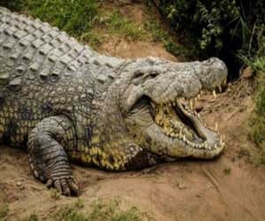 worlds oldest crocodile turns 114 