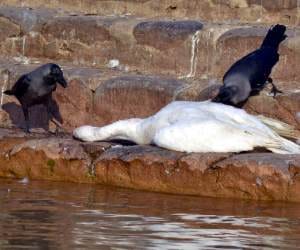 after bird flu confermation high alert in punjab