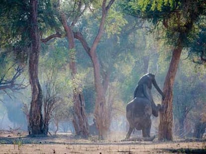 tiger killed the child, elephants become angry.