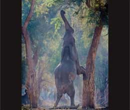 elephant in shergarh