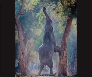 The elephant killed four villagers
