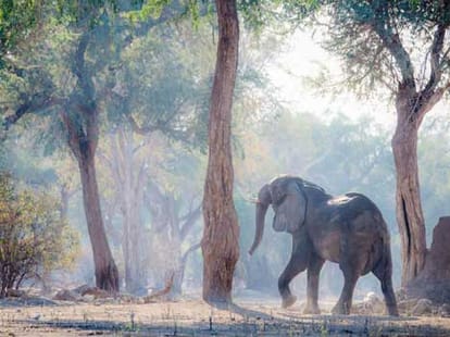 elephant demolished houses in chhattisgarh village