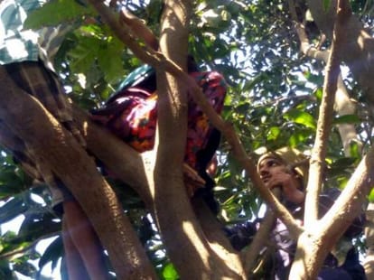 minor girl found on tree.