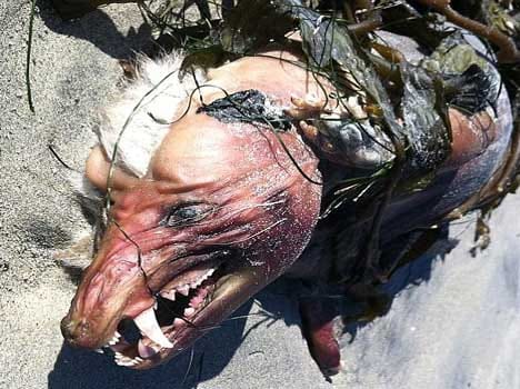 mysterious sea creature baffles everybody