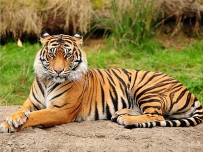 tiger population increased in uttarakhand.