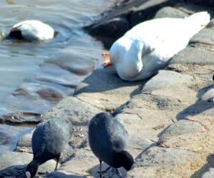 bird flu: alert in himachal.