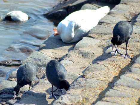 The bird flu alert in Shimla