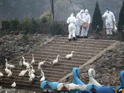 Bird Flu on Sukhna Lake, 2 Negative Reports